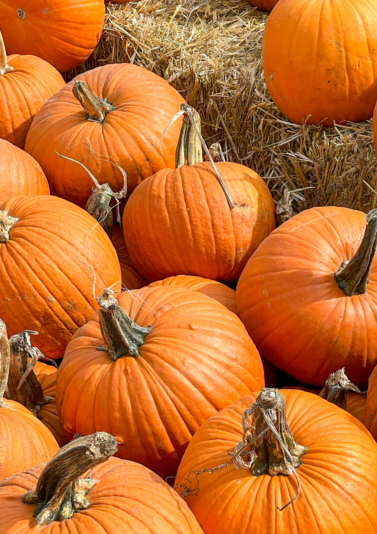 Pumpkin Painting - October 26th Ickleton